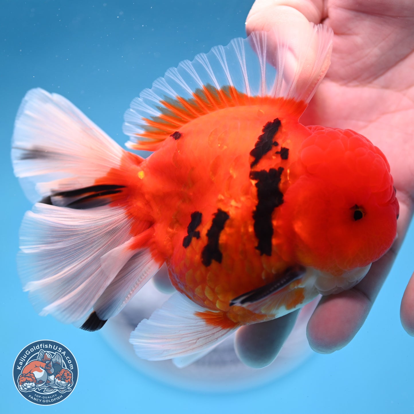 Tiger Broad Tail Oranda 3.5 inches Body - Male (250228_OR16)