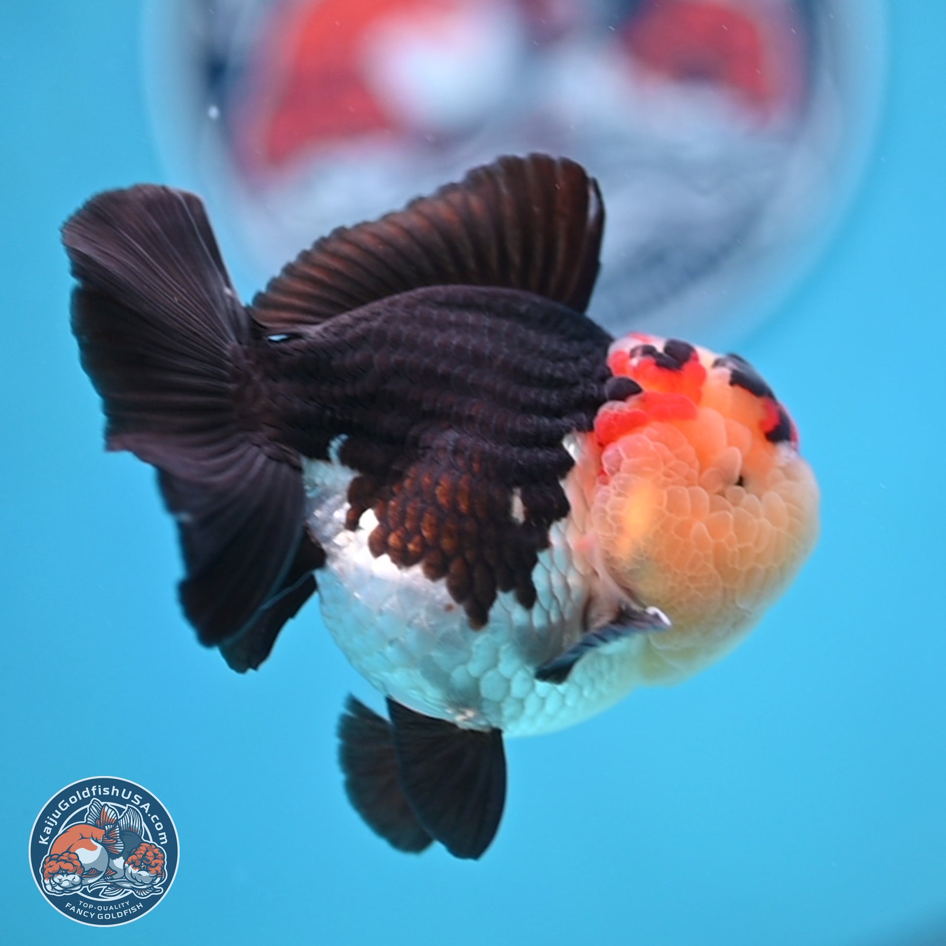 Tricolor YuanBao Oranda 3.5 inches Body - Male (241227_OR16) - Kaiju Goldfish USA