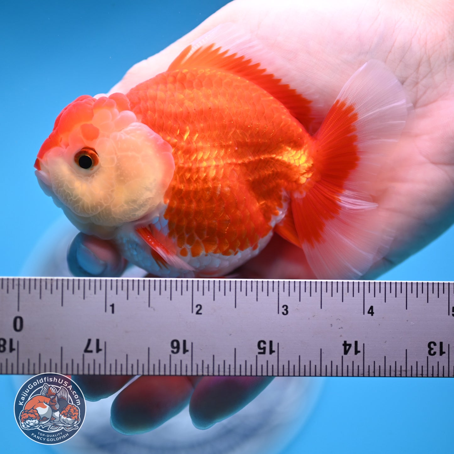 Red White YuanBao Oranda 4 inches (241018_OR16)