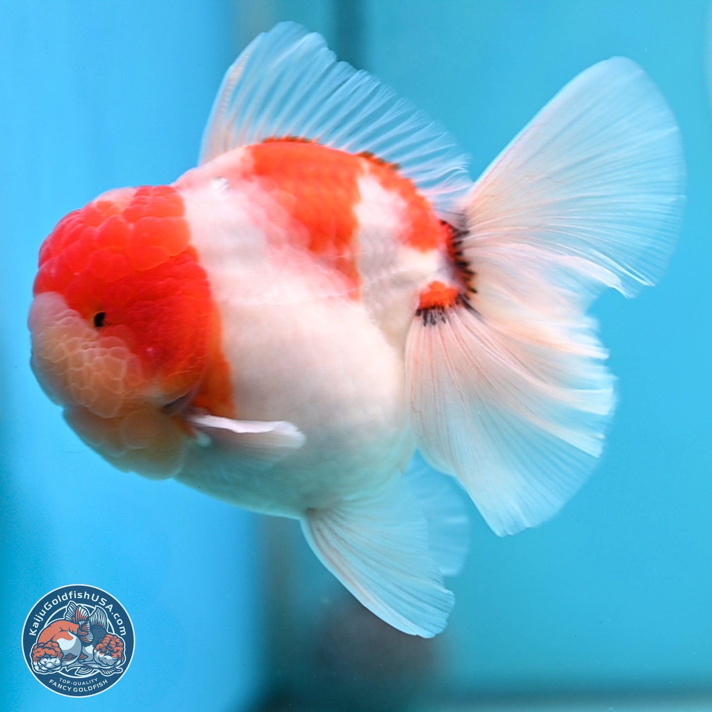 Tricolor Sakura Rose Tail Oranda 3.5 inches Body - Male (250214_OR16)