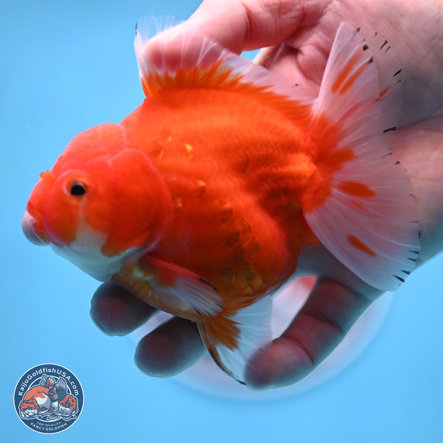 Shogun Sakura Oranda 3.75 inches Body - Male (250207_OR16)