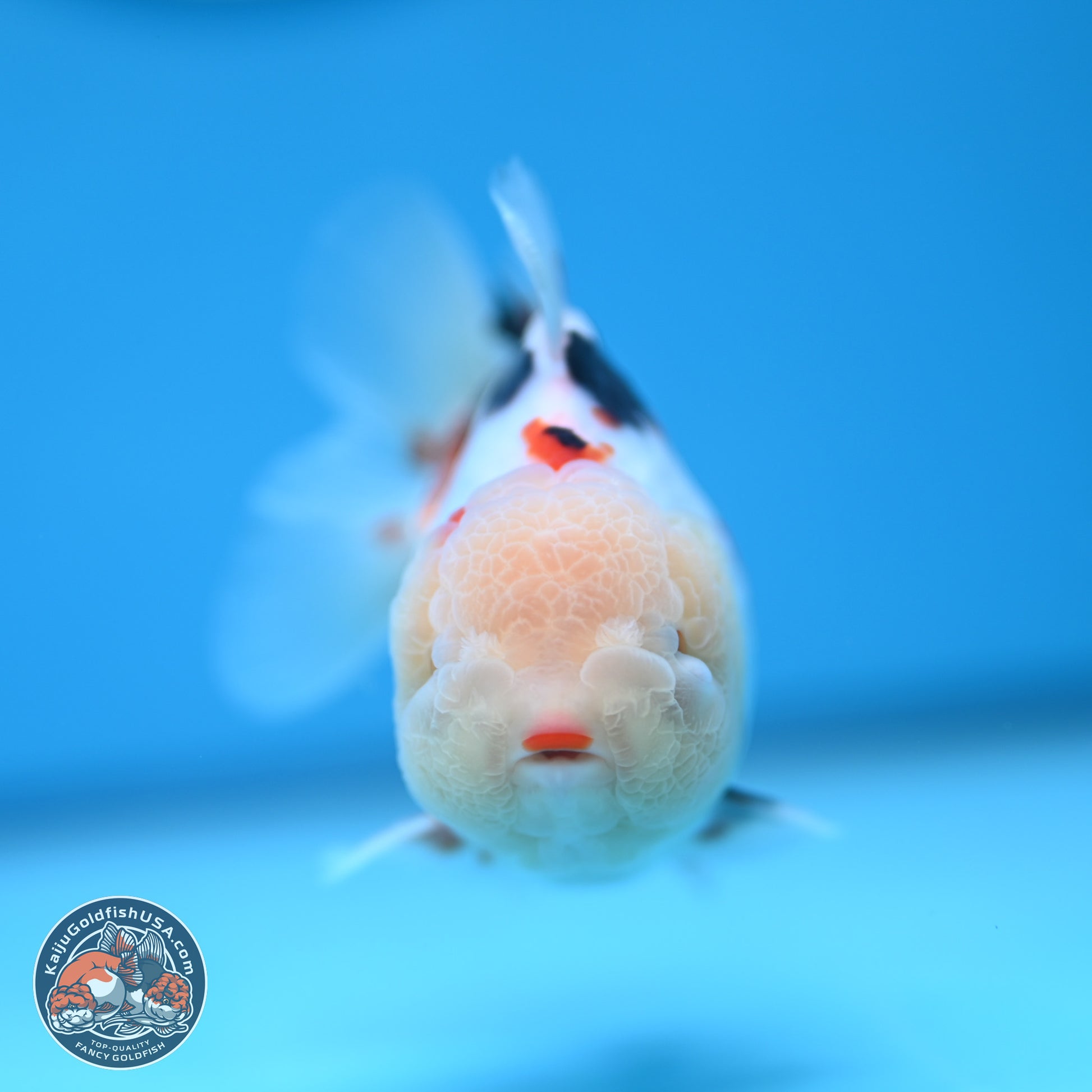 Tricolor Oranda 3.5-4 inches (241004_OR16) - Kaiju Goldfish USA