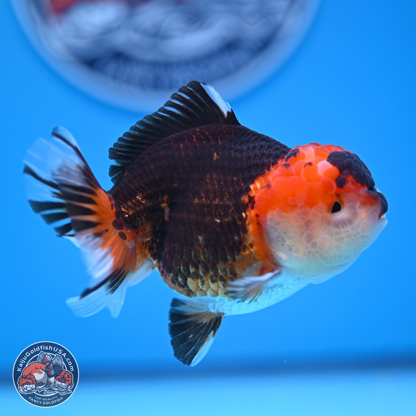 Tricolor Oranda 3.5-4.5 inches (240913_OR16) - Kaiju Goldfish USA