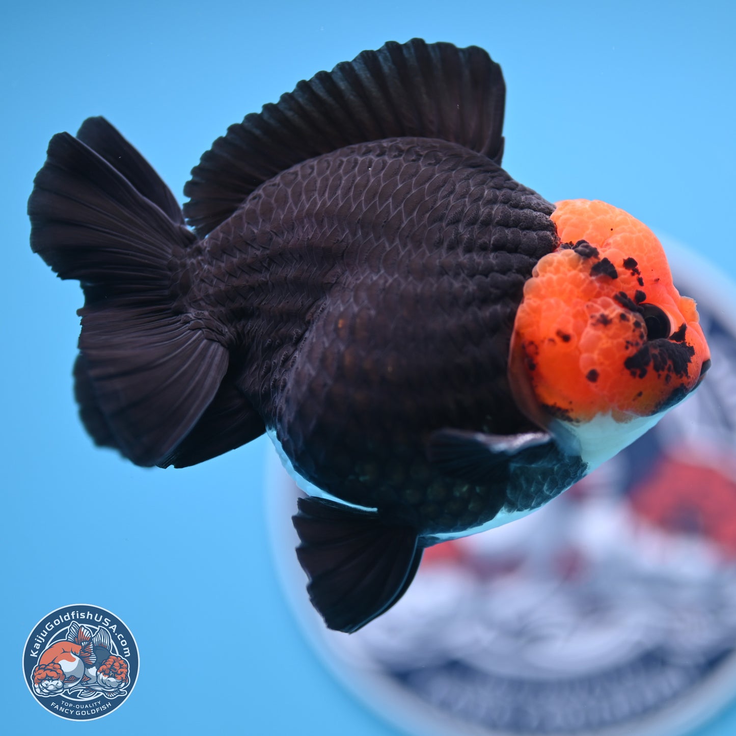 Red Head Apache YuanBao Oranda 4in Body (240816_OR16) - Kaiju Goldfish USA