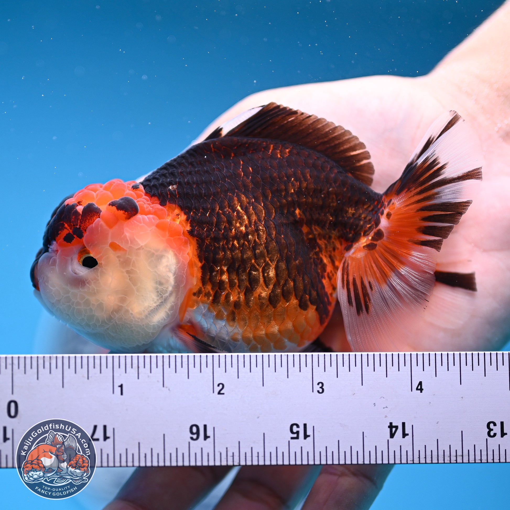 Tricolor Oranda 3.5-4.5 inches (240913_OR16) - Kaiju Goldfish USA