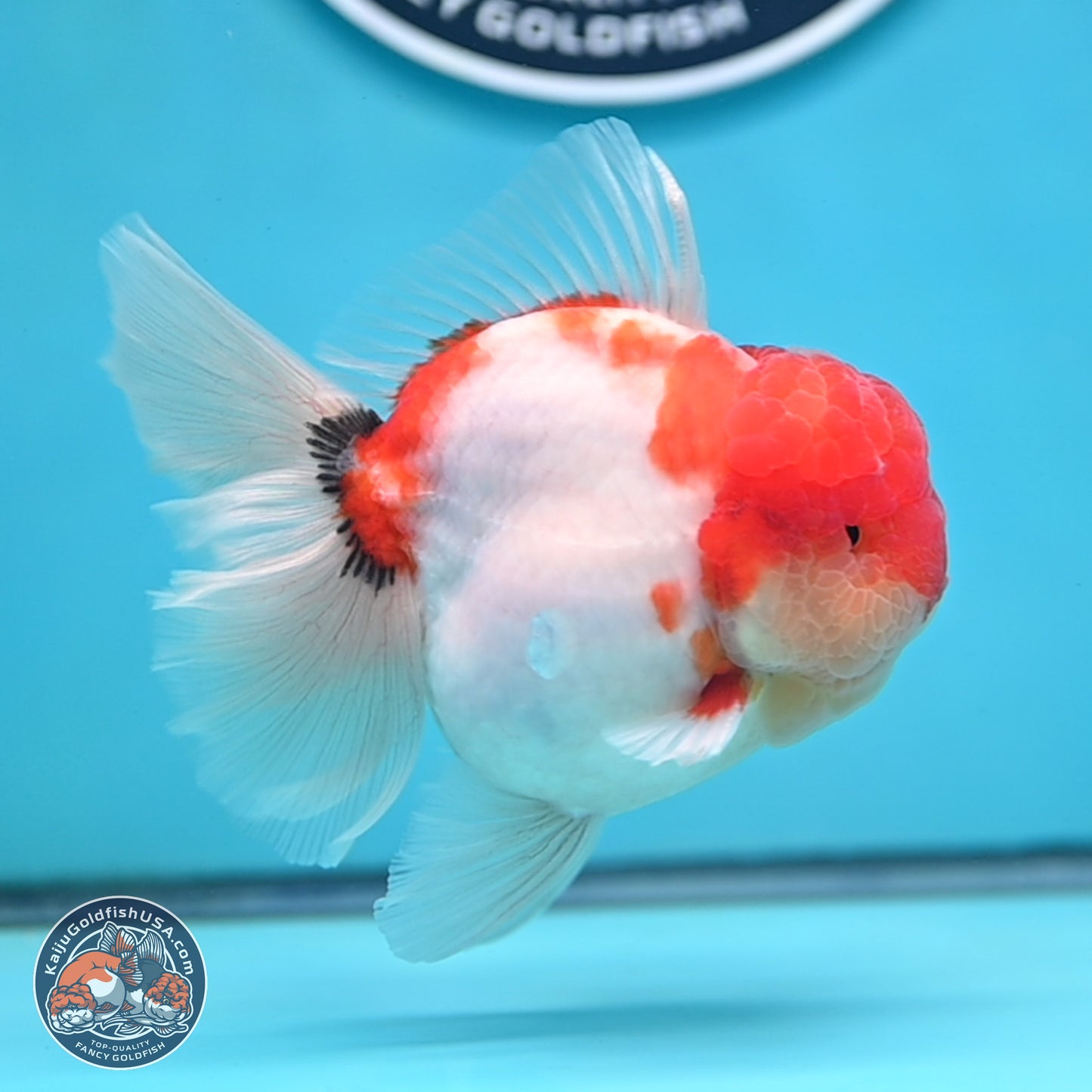 Tricolor Sakura Rose Tail Oranda 3.5 inches Body - Male (250214_OR16)