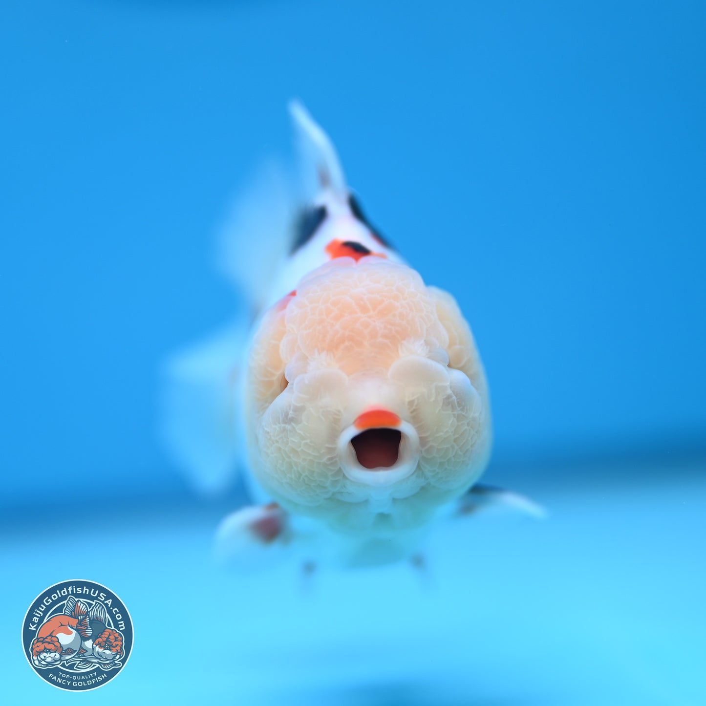 Tricolor Oranda 3.5-4 inches (241004_OR16) - Kaiju Goldfish USA