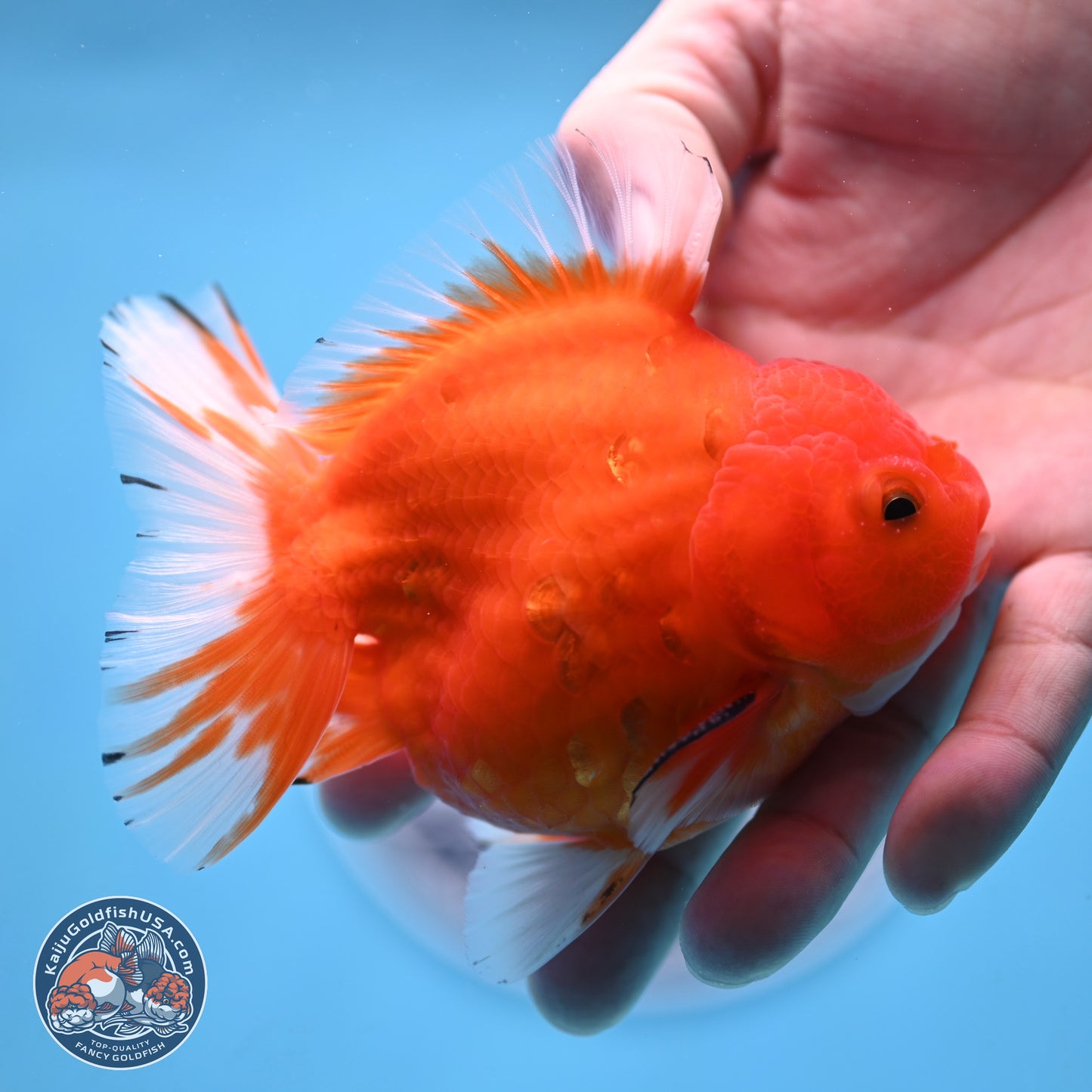 Shogun Sakura Oranda 3.75 inches Body - Male (250207_OR16)