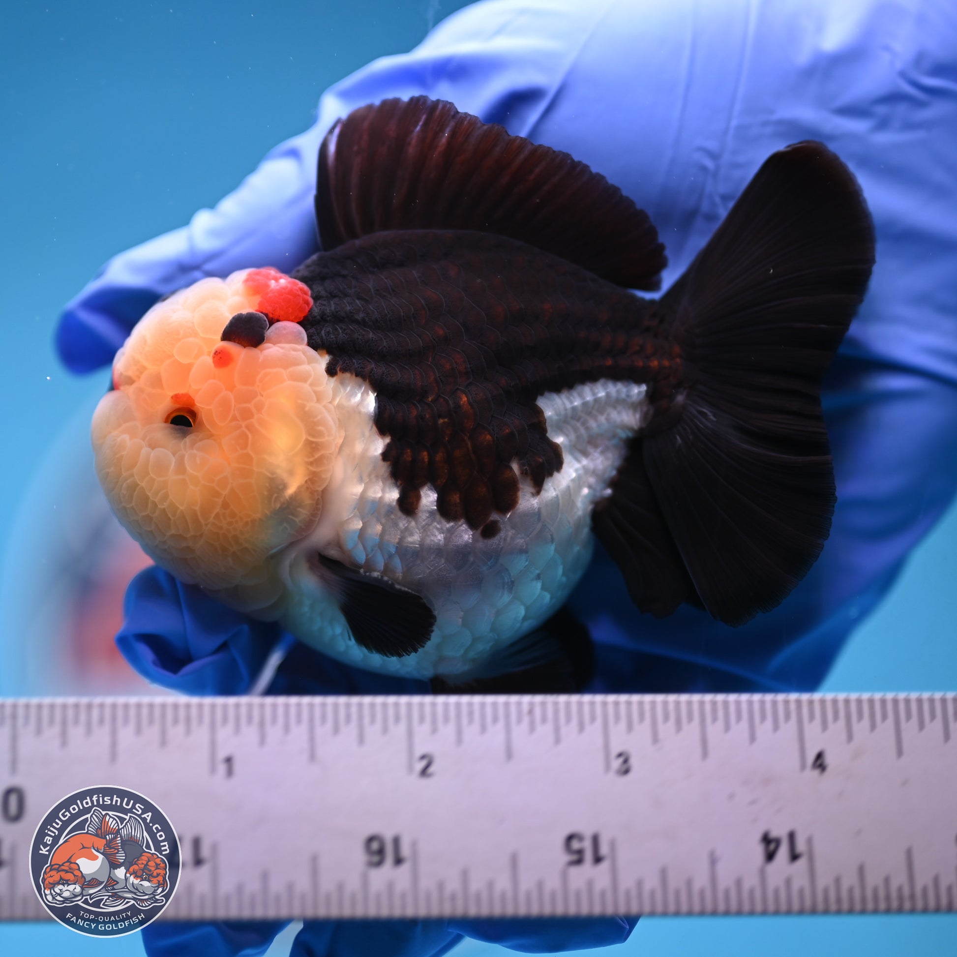 Tricolor YuanBao Oranda 3.5 inches Body - Male (241227_OR16) - Kaiju Goldfish USA