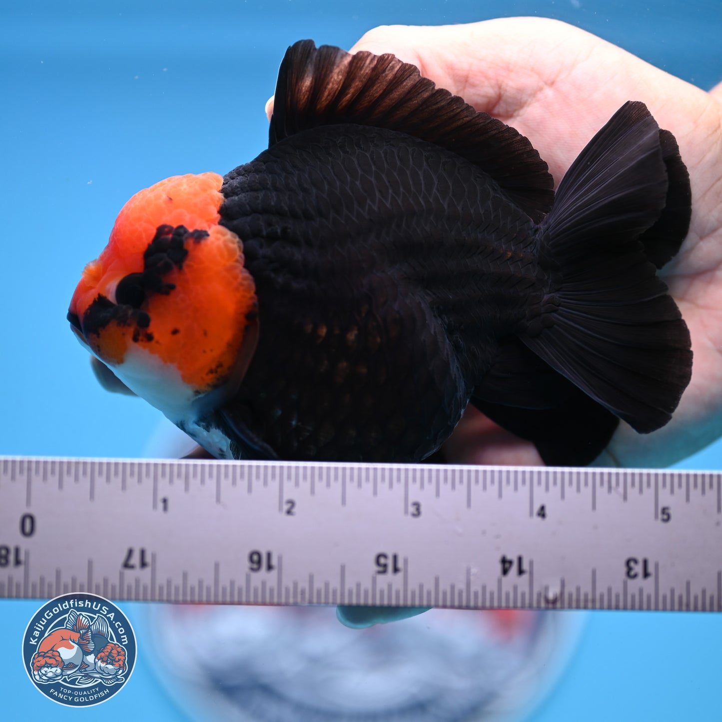 Red Head Apache YuanBao Oranda 4in Body (240816_OR16) - Kaiju Goldfish USA