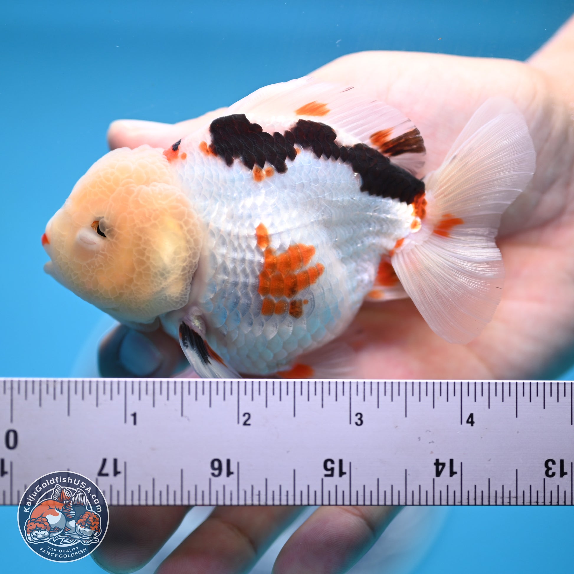 Tricolor Oranda 3.5-4 inches (241004_OR16) - Kaiju Goldfish USA