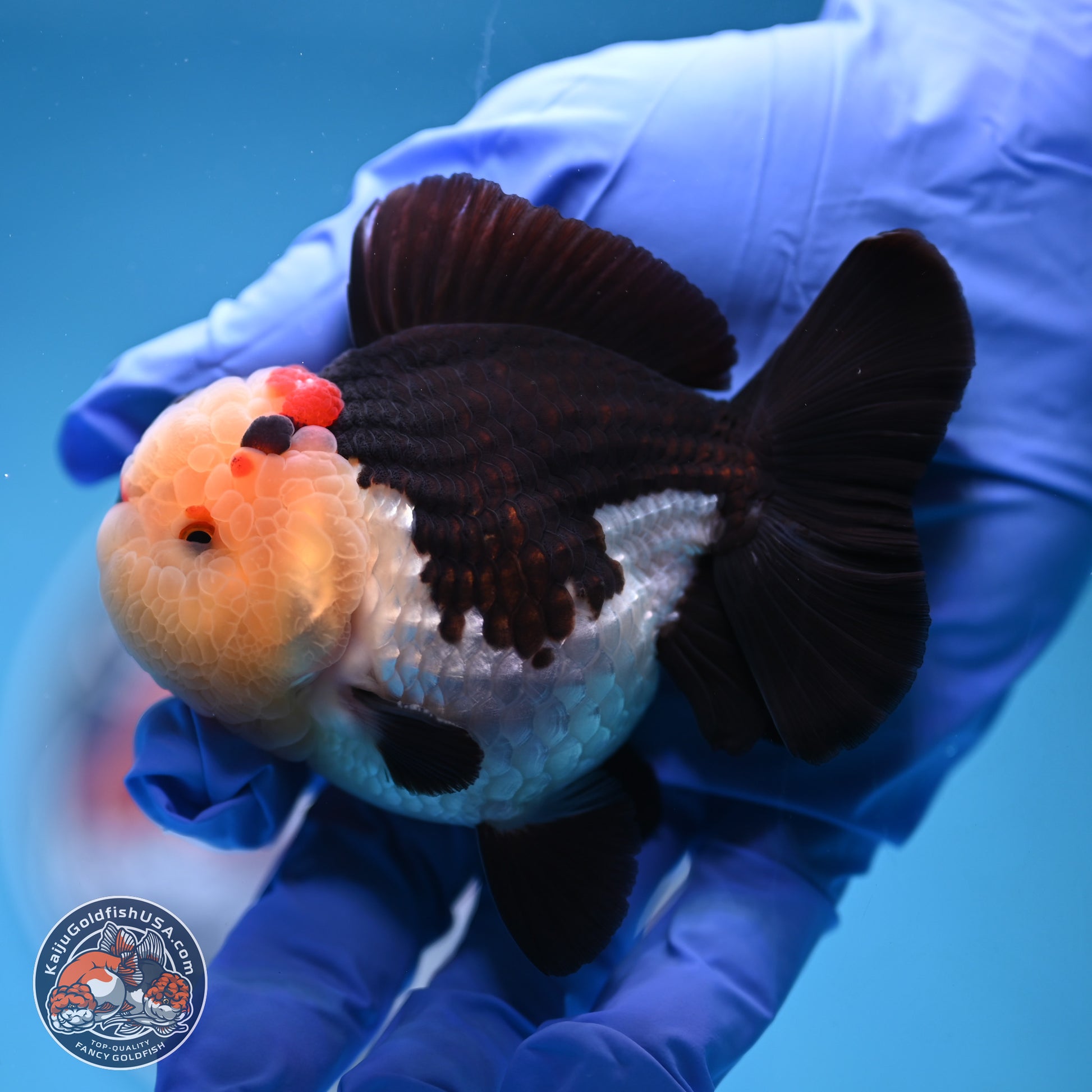 Tricolor YuanBao Oranda 3.5 inches Body - Male (241227_OR16) - Kaiju Goldfish USA