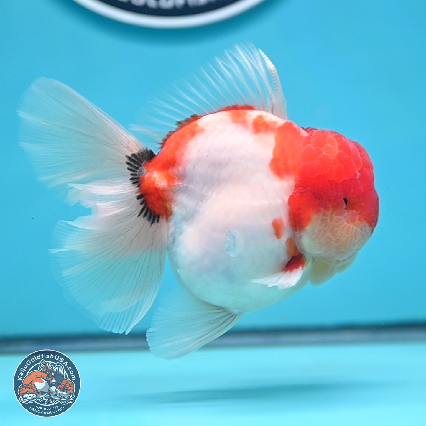 Tricolor Sakura Rose Tail Oranda 3.5 inches Body - Male (250214_OR16)