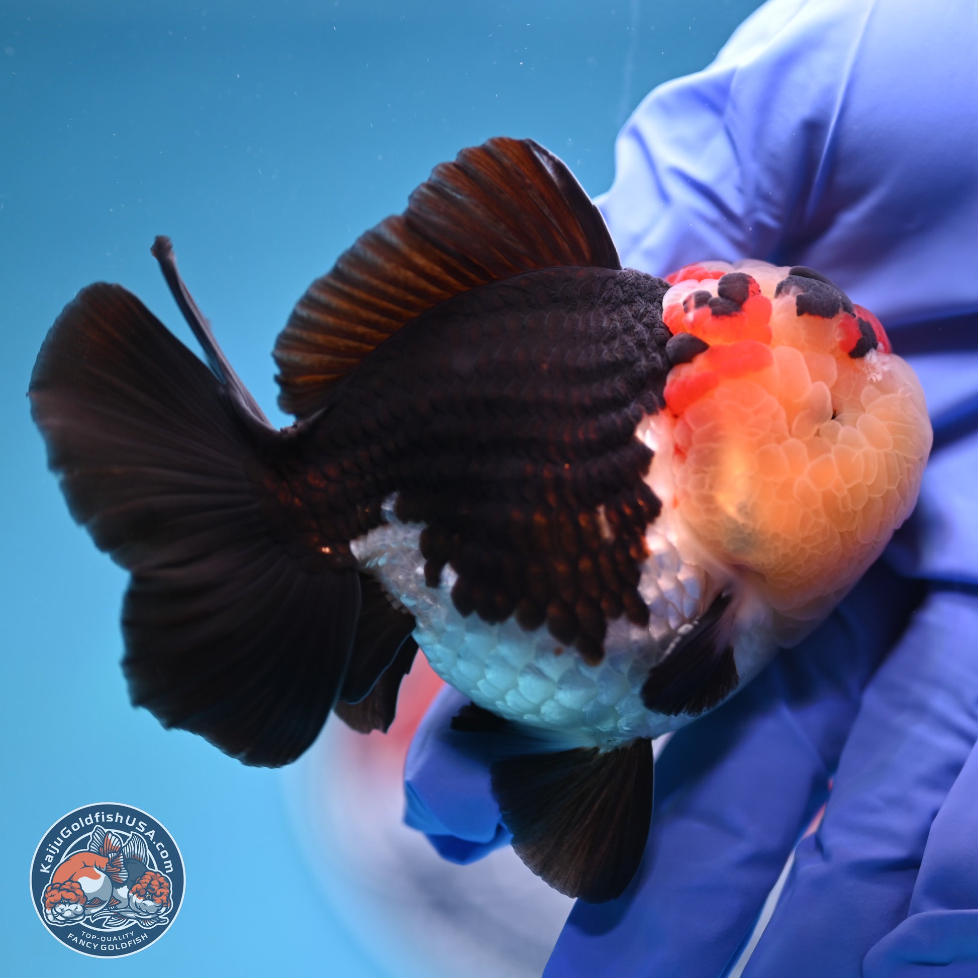 Tricolor YuanBao Oranda 3.5 inches Body - Male (241227_OR16) - Kaiju Goldfish USA