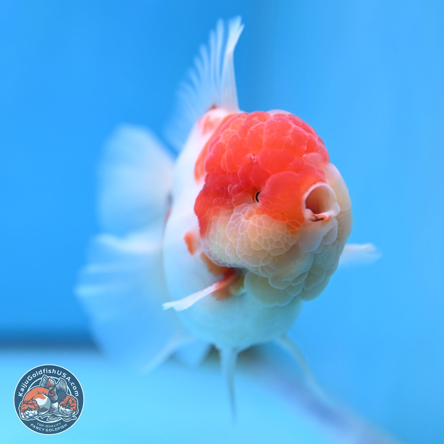 Tricolor Sakura Rose Tail Oranda 3.5 inches Body - Male (250214_OR16)