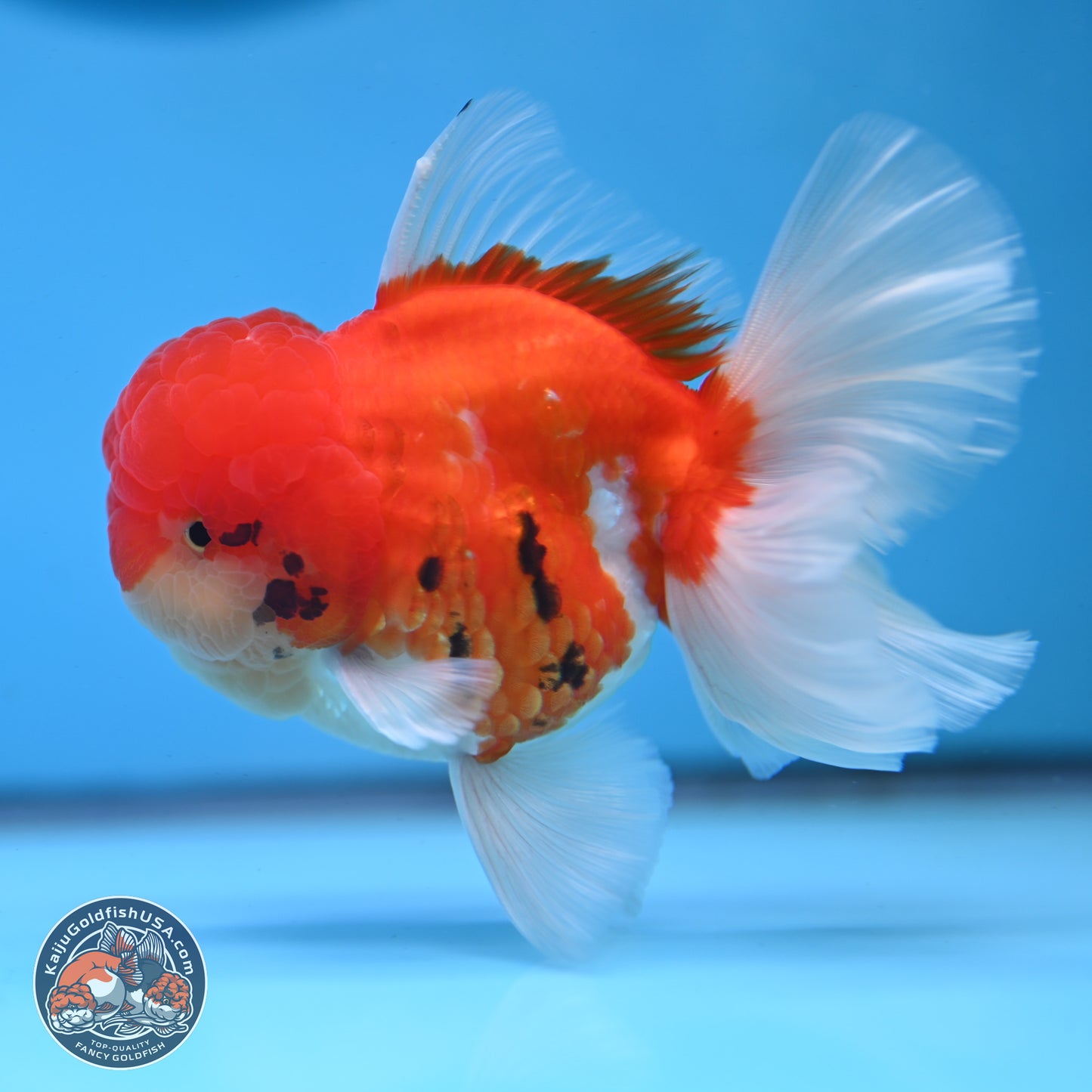 Tricolor Sakura Rose Tail Oranda 3.25 inches Body - Male (250307_OR16)