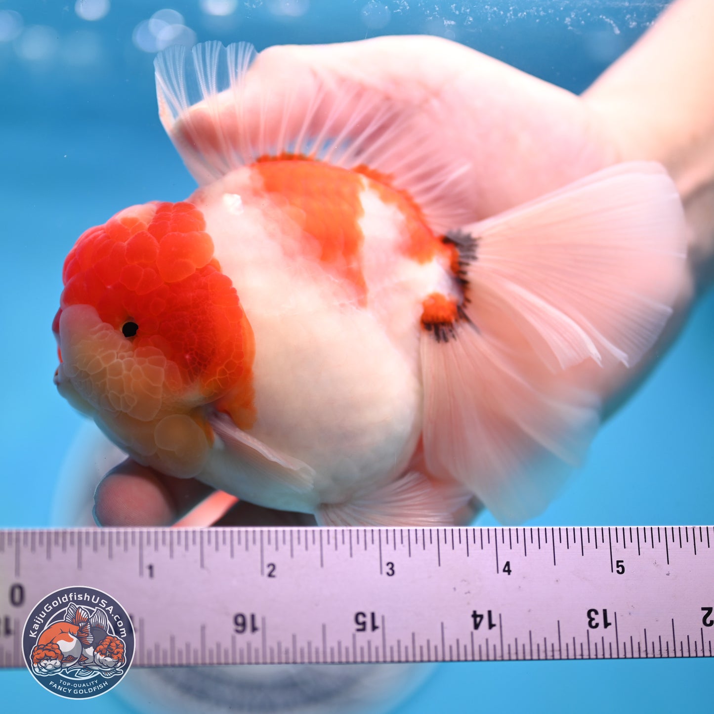 Tricolor Sakura Rose Tail Oranda 3.5 inches Body - Male (250214_OR16)