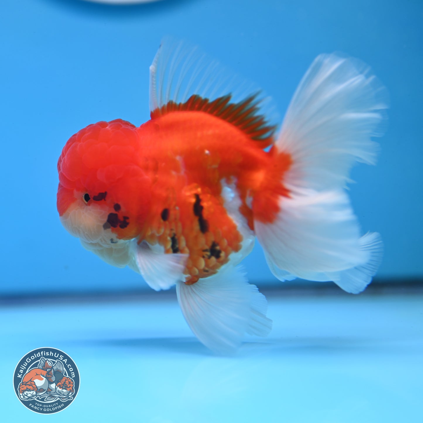 Tricolor Sakura Rose Tail Oranda 3.25 inches Body - Male (250307_OR16)