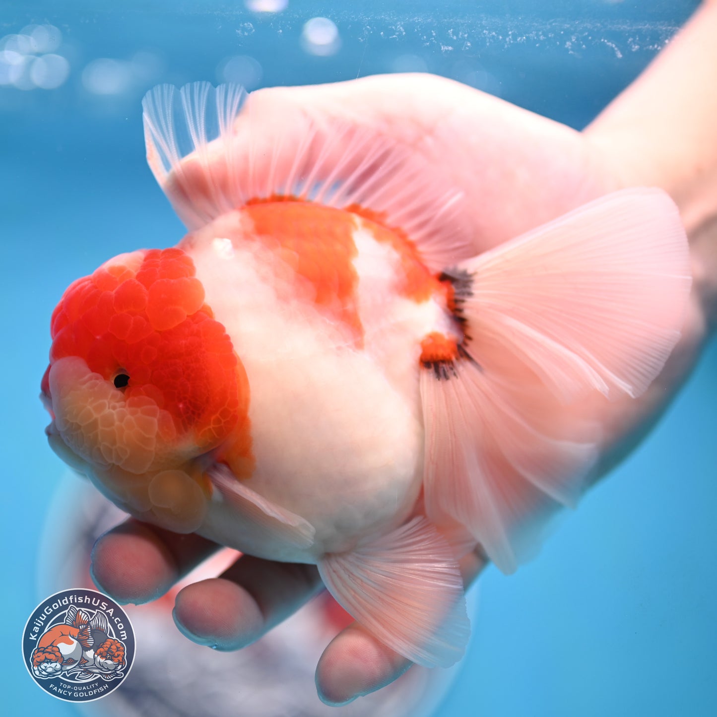 Tricolor Sakura Rose Tail Oranda 3.5 inches Body - Male (250214_OR16)