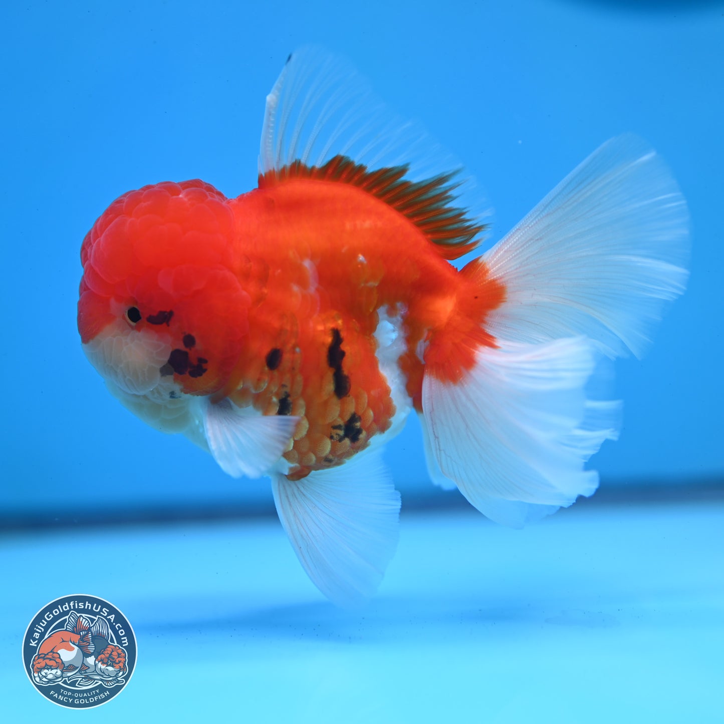 Tricolor Sakura Rose Tail Oranda 3.25 inches Body - Male (250307_OR16)