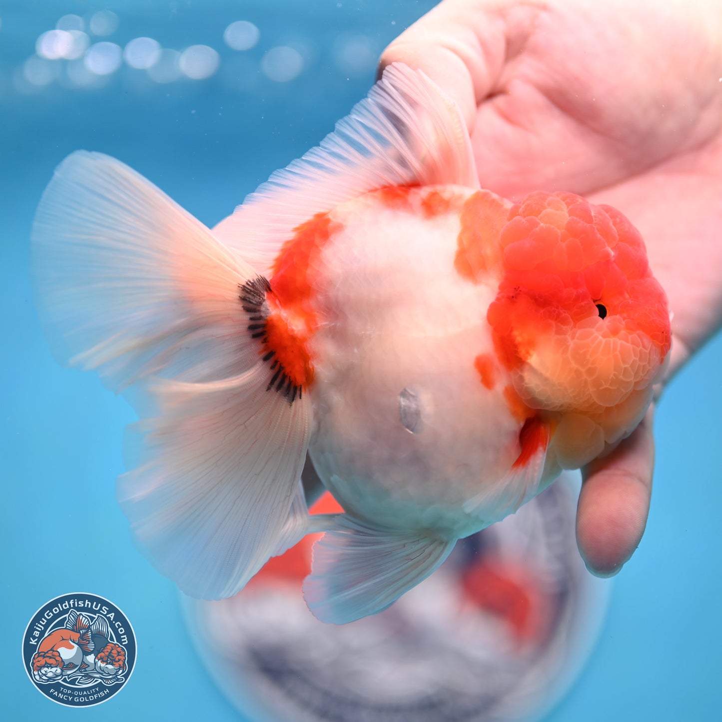 Tricolor Sakura Rose Tail Oranda 3.5 inches Body - Male (250214_OR16)