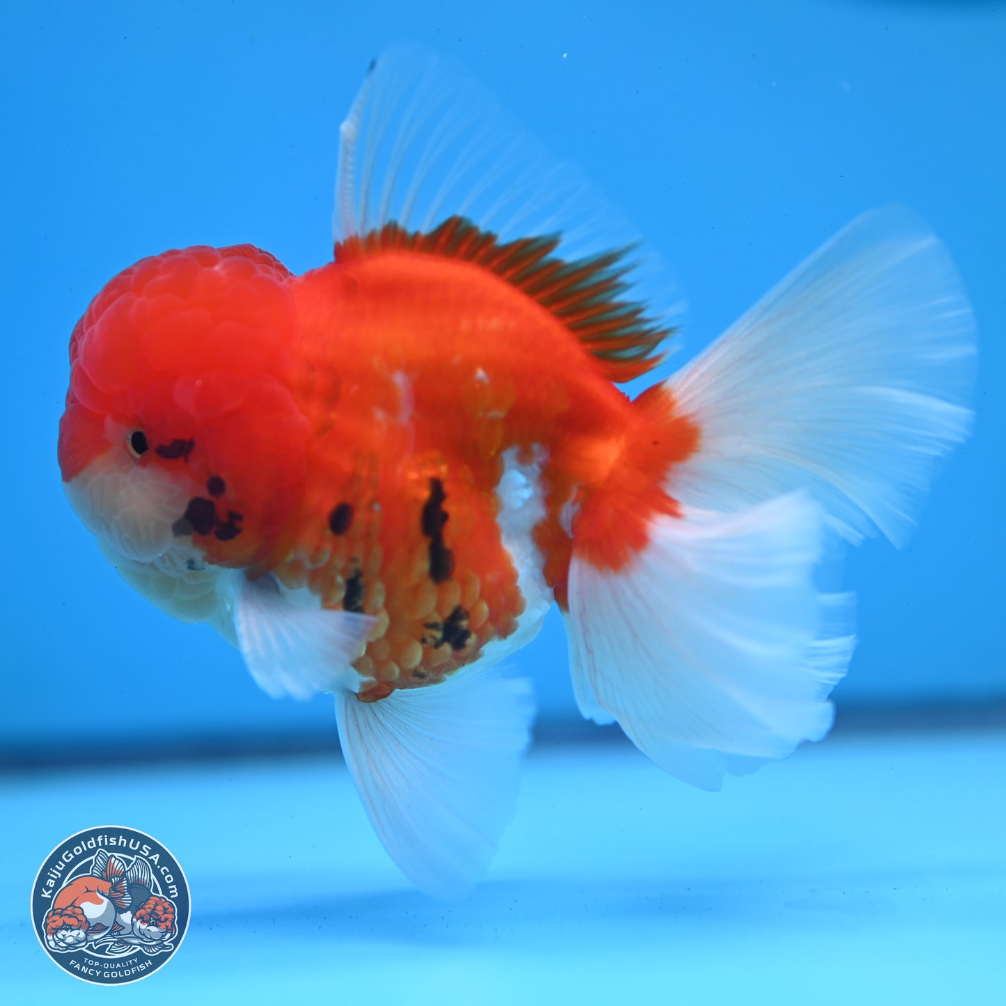 Tricolor Sakura Rose Tail Oranda 3.25 inches Body - Male (250307_OR16)
