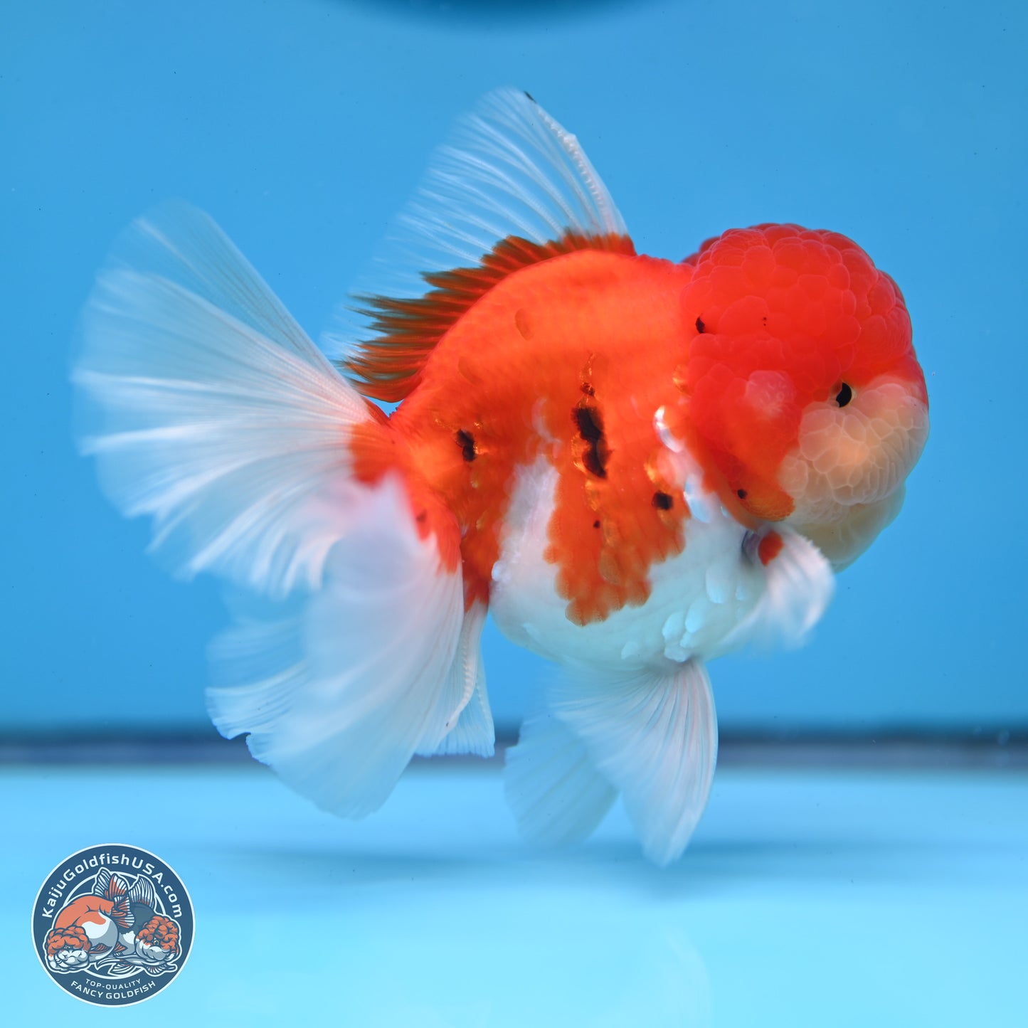 Tricolor Sakura Rose Tail Oranda 3.25 inches Body - Male (250307_OR16)
