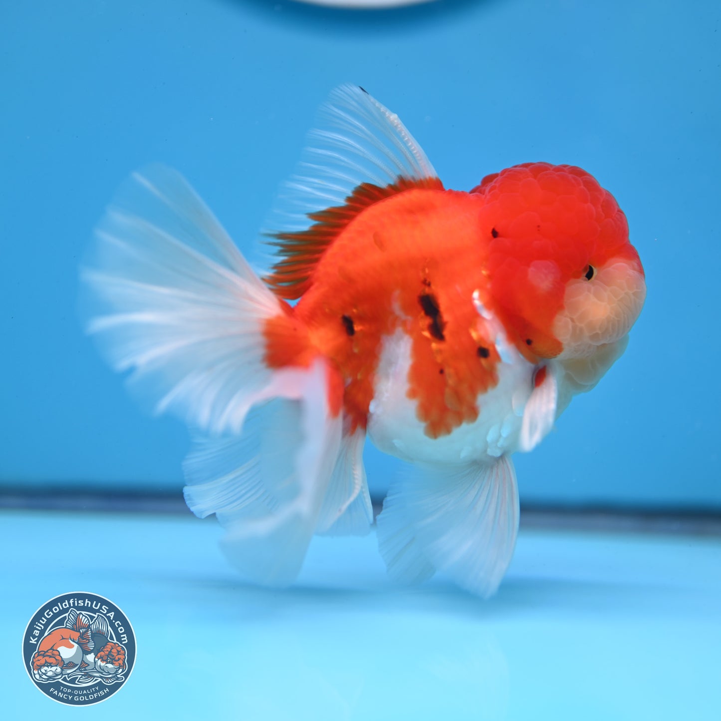 Tricolor Sakura Rose Tail Oranda 3.25 inches Body - Male (250307_OR16)