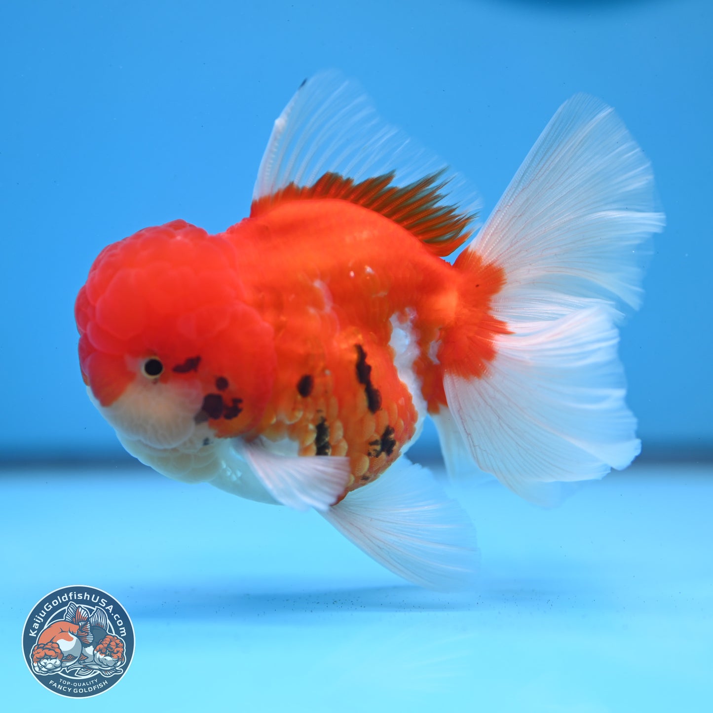Tricolor Sakura Rose Tail Oranda 3.25 inches Body - Male (250307_OR16)