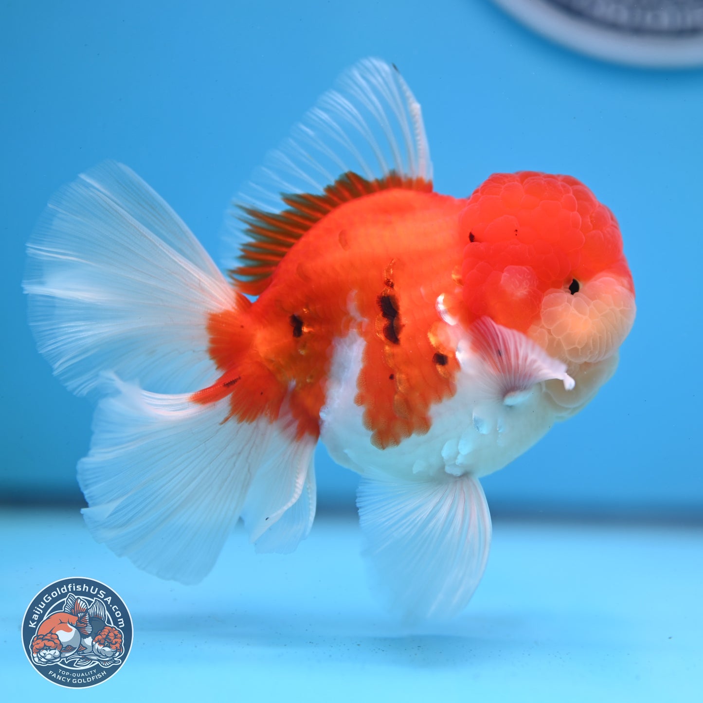 Tricolor Sakura Rose Tail Oranda 3.25 inches Body - Male (250307_OR16)