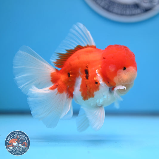 Tricolor Sakura Rose Tail Oranda 3.25 inches Body - Male (250307_OR16)