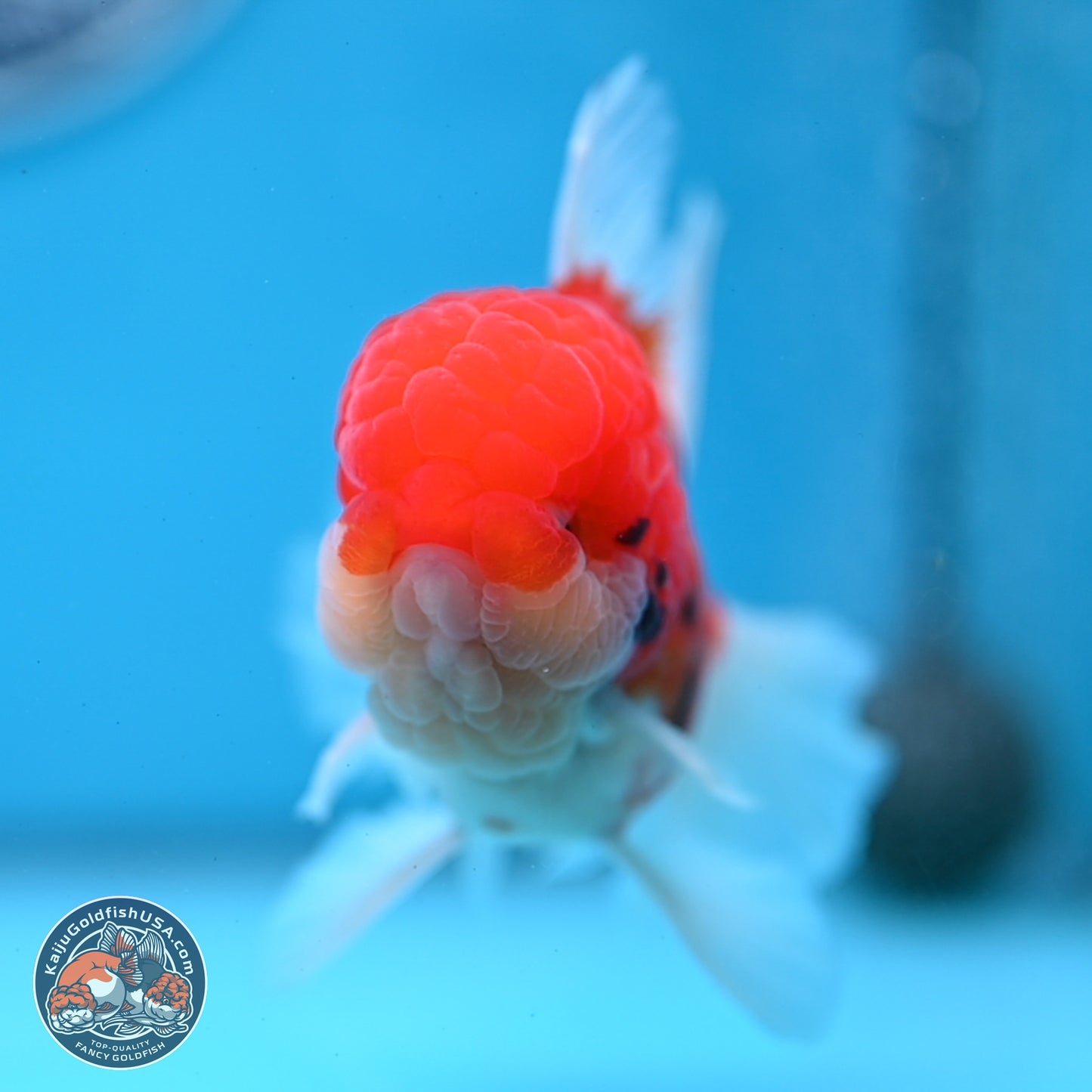 Tricolor Sakura Rose Tail Oranda 3.25 inches Body - Male (250307_OR16)