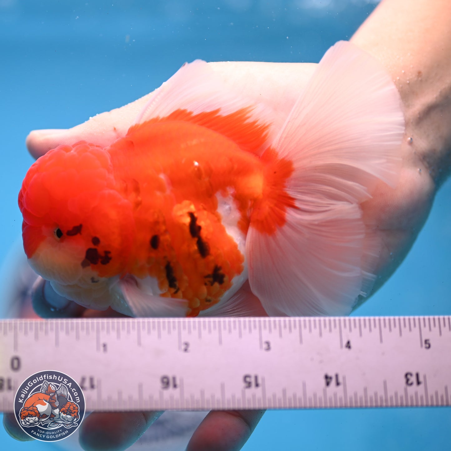 Tricolor Sakura Rose Tail Oranda 3.25 inches Body - Male (250307_OR16)