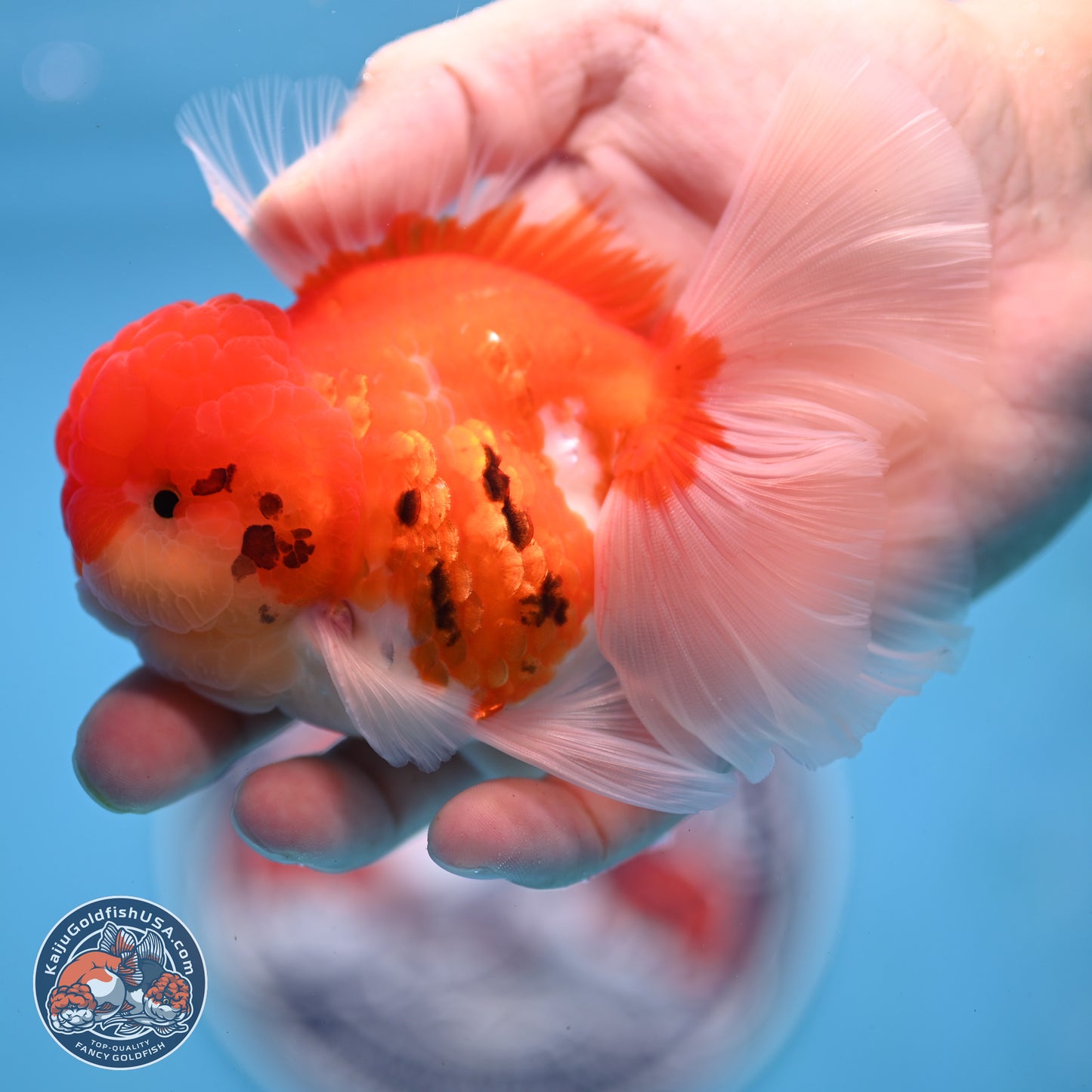 Tricolor Sakura Rose Tail Oranda 3.25 inches Body - Male (250307_OR16)
