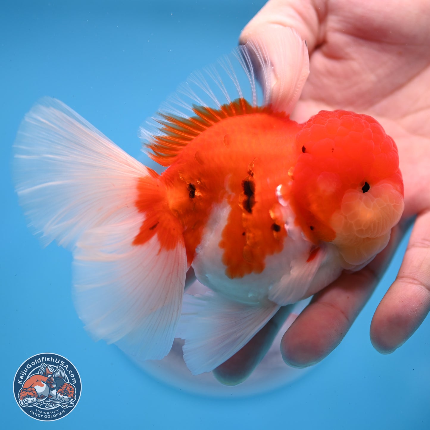 Tricolor Sakura Rose Tail Oranda 3.25 inches Body - Male (250307_OR16)