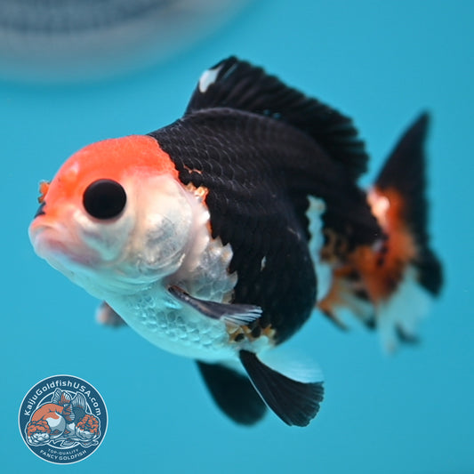 FREE2DAY Shipping - Tricolor Oranda 2.8 inches Body (250516_OR16)
