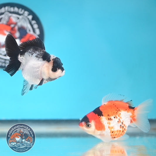 2-Pack Oranda 3 inches Body (250509_OR16)