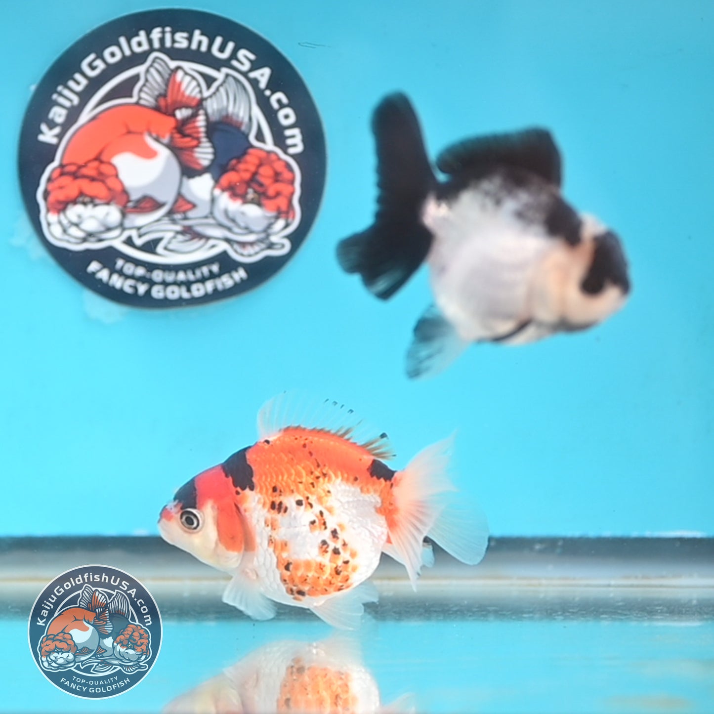 2-Pack Oranda 3 inches Body (250509_OR16)