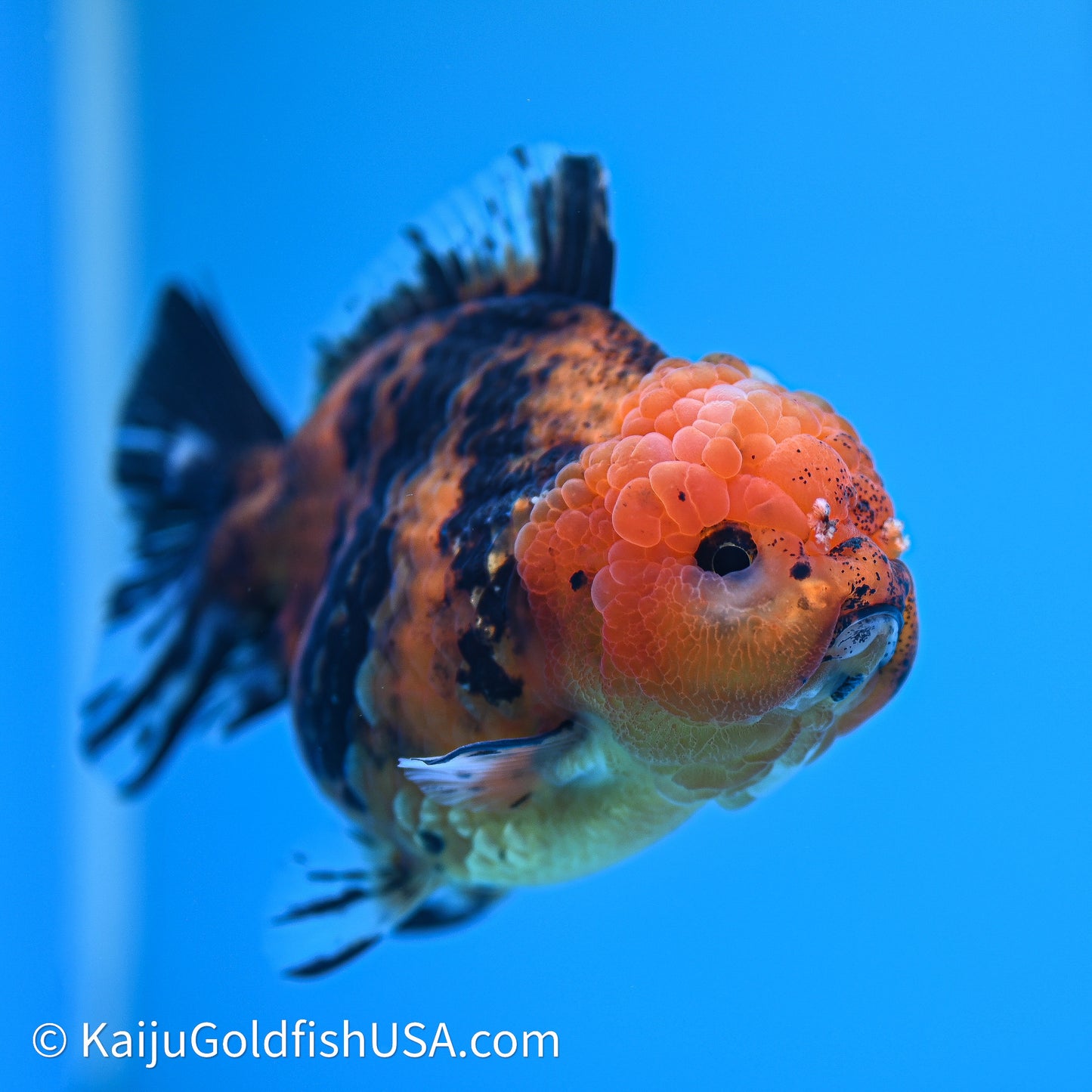 Shogun Godzilla Tiger Oranda 4in Body (240614_OR17) - Kaiju Goldfish USA