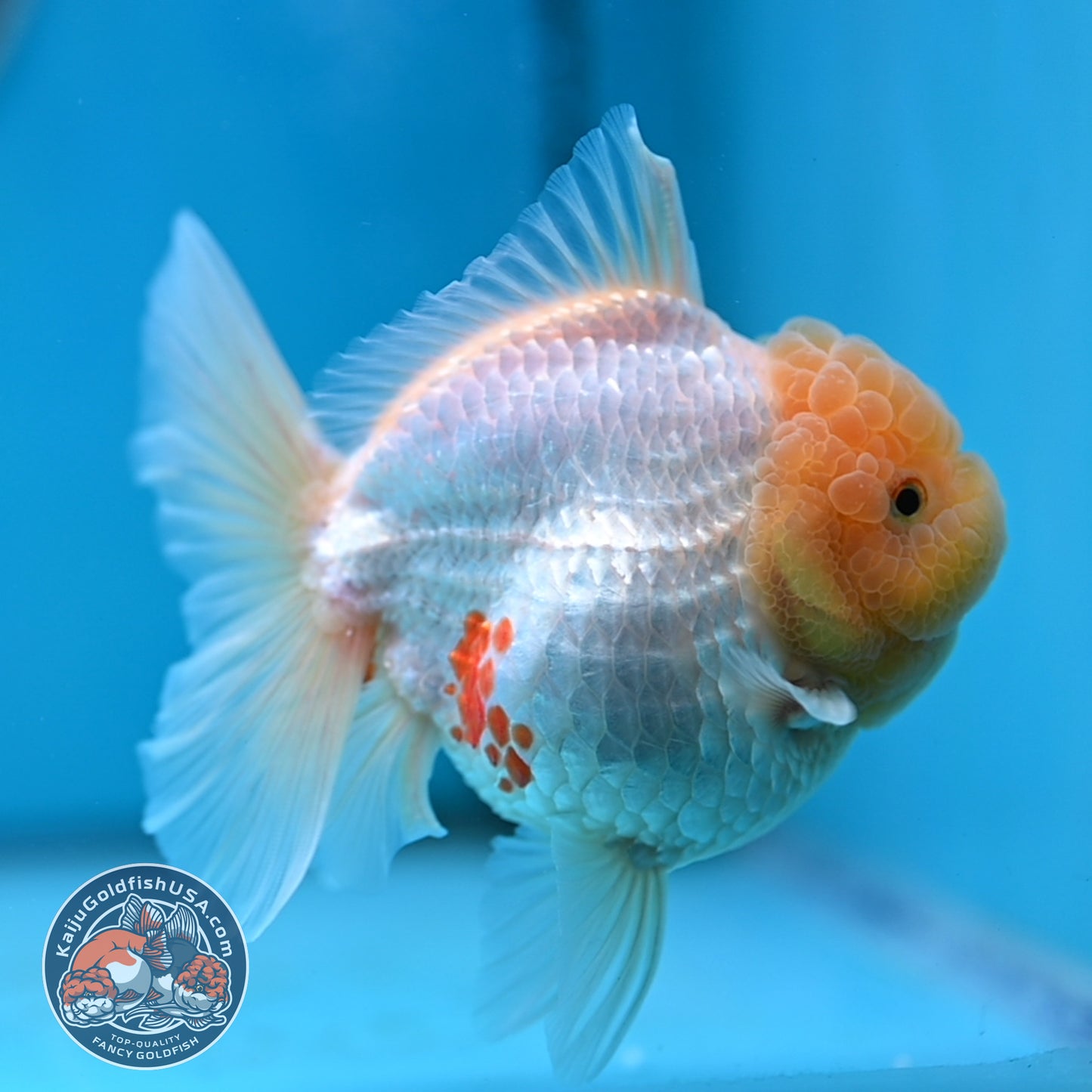 Lemon Head Red White Rose Tail Oranda 4 inches Body (250502_OR17)