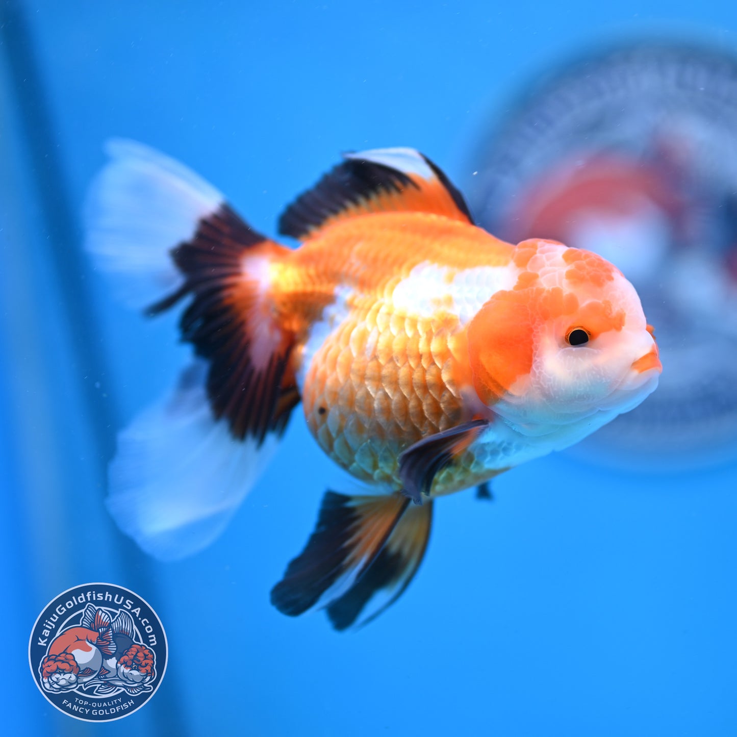 Tricolor Oranda 3.5 inches Body (250530_OR17)