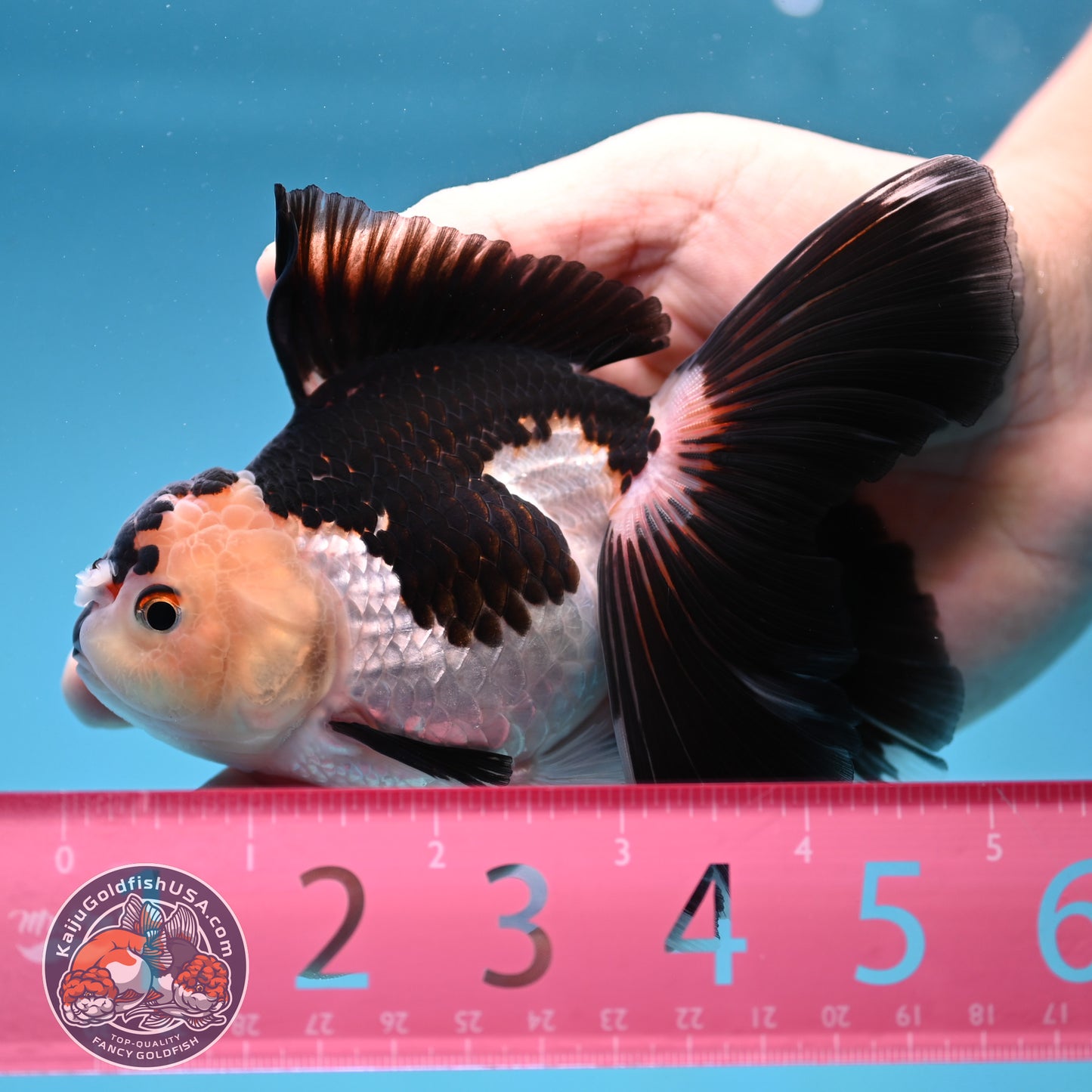 Panda Butterfly Tail Oranda 3.5 inch Body (250912_OR17)