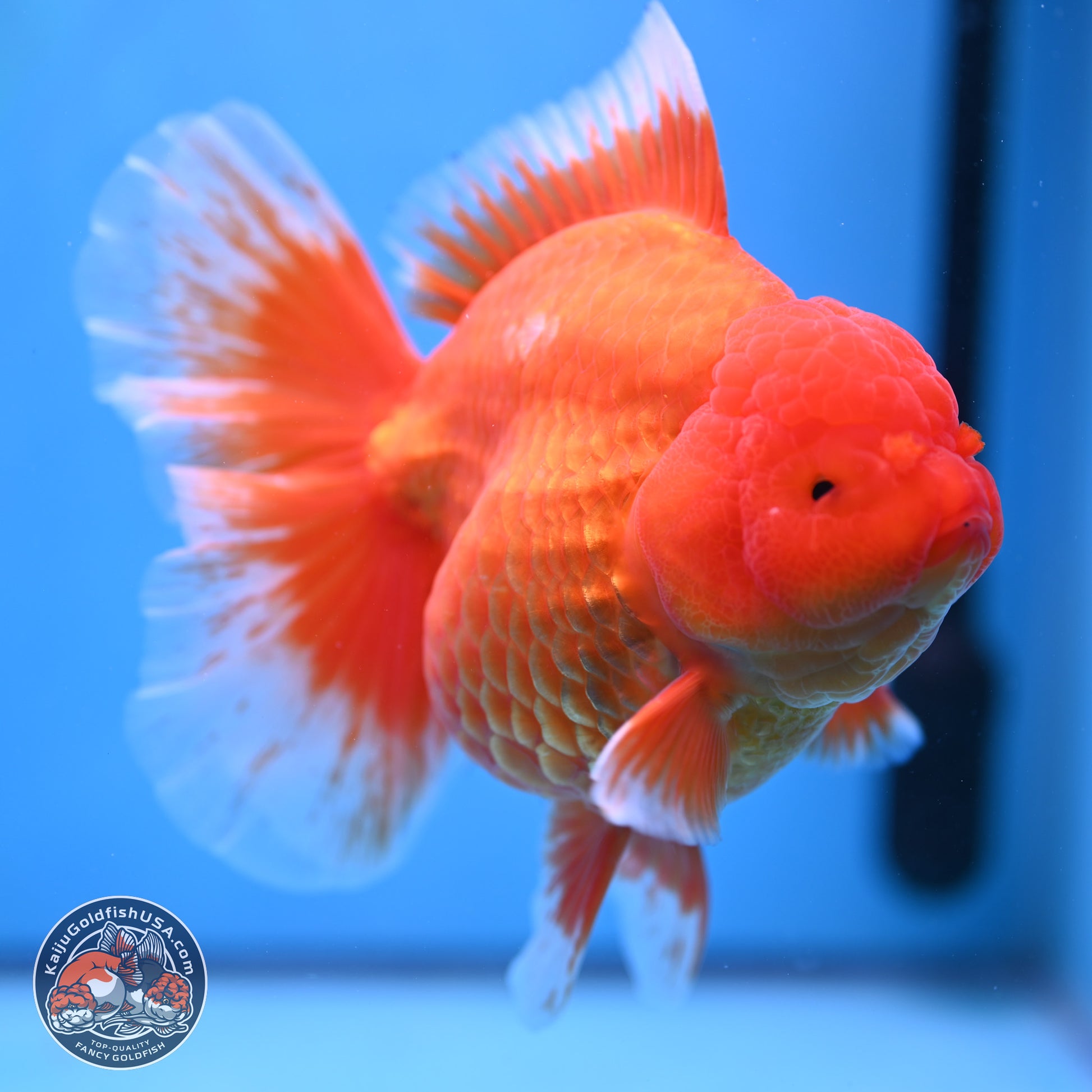 Super Jumbo Shogun Classic Red Rose Tail Oranda 7.5 inches - Female (241115_OR17) - Kaiju Goldfish USA