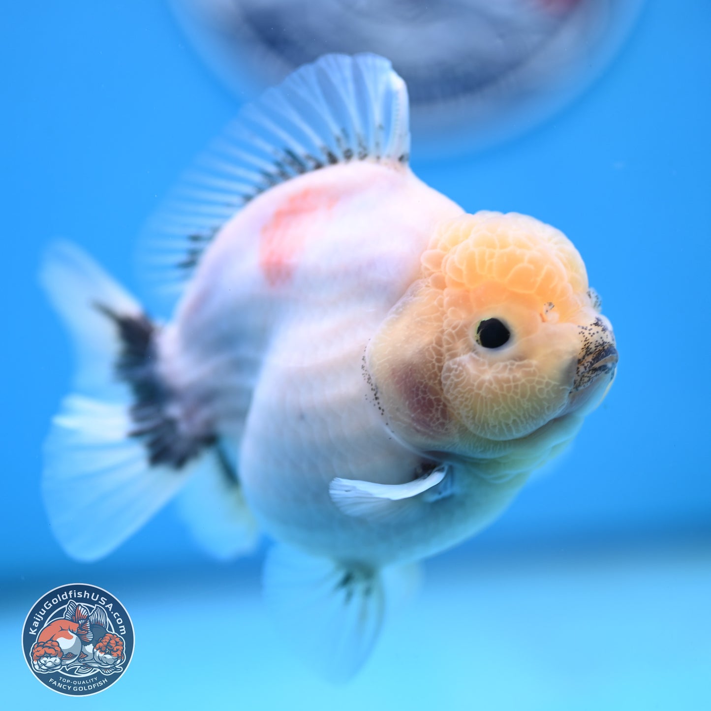 Shogun Jade Head Sakura Oranda 4 inches Body - Female(250131_OR17)