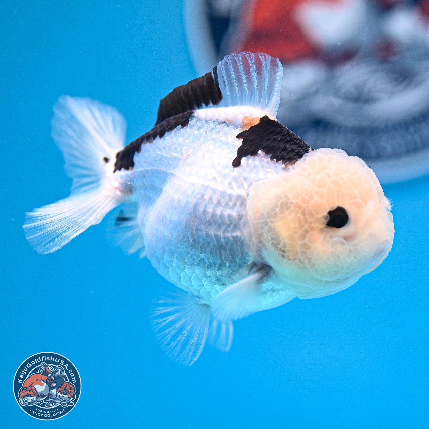 Panda Oranda 3.5-4.5 inches (240913_OR17) - Kaiju Goldfish USA