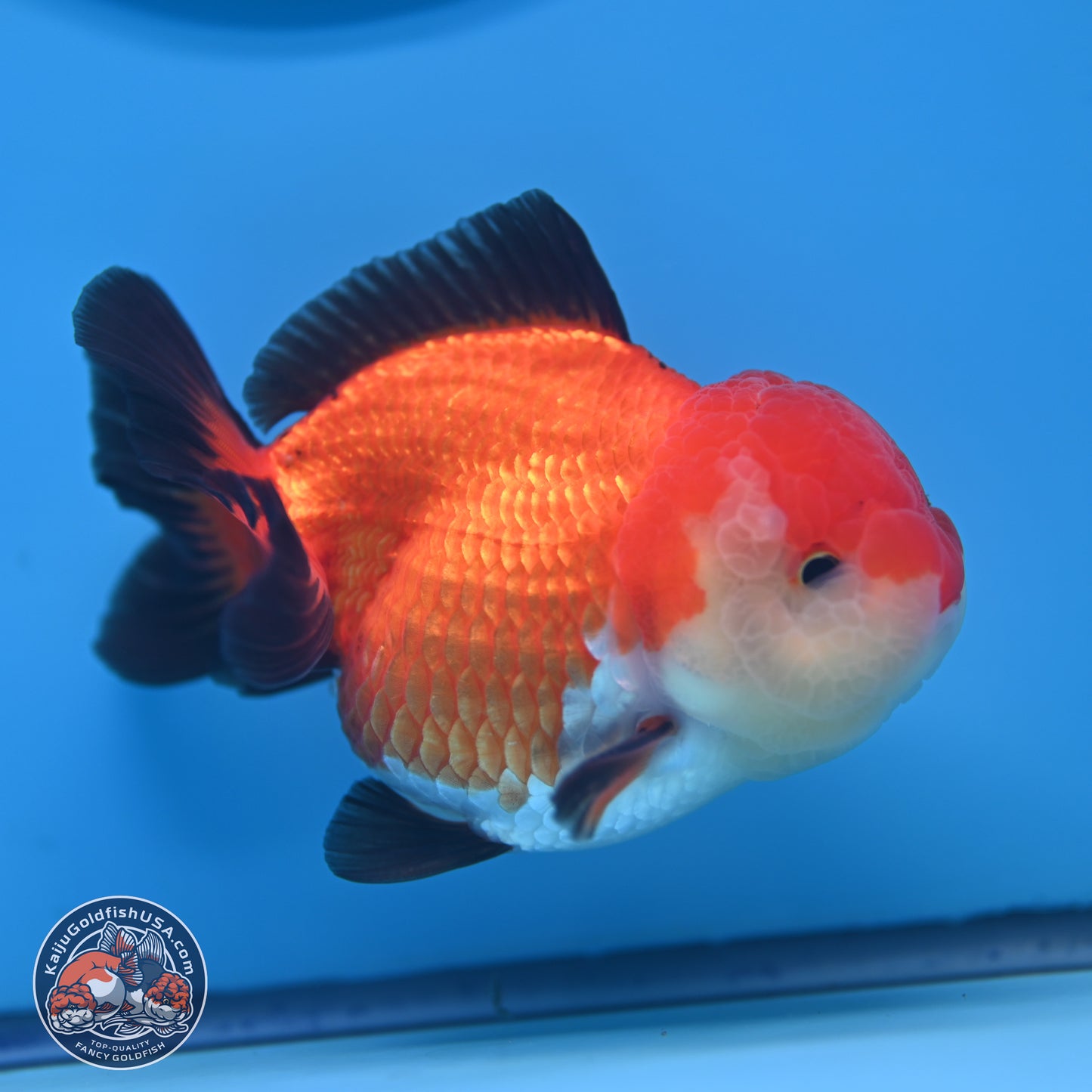 Tricolor Oranda 3.5-4 inches (241004_OR17) - Kaiju Goldfish USA