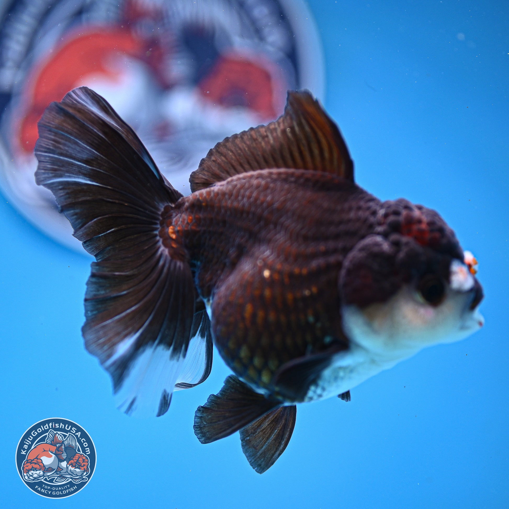 Panda Rose Tail Oranda 5 inches (241025_OR17) - Kaiju Goldfish USA