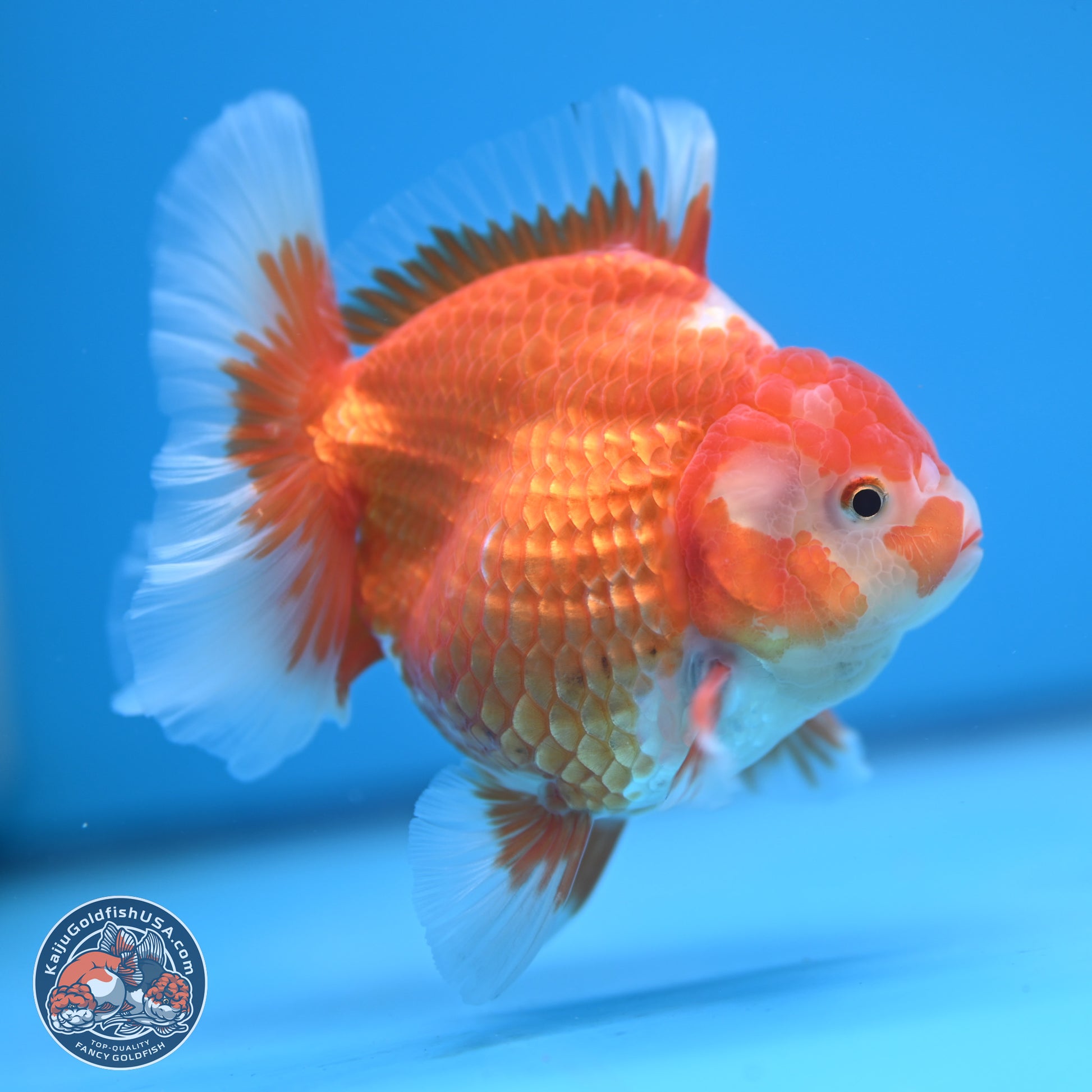 Red White Rose Tail Oranda 4.5 inches - Female (241122_OR17) - Kaiju Goldfish USA