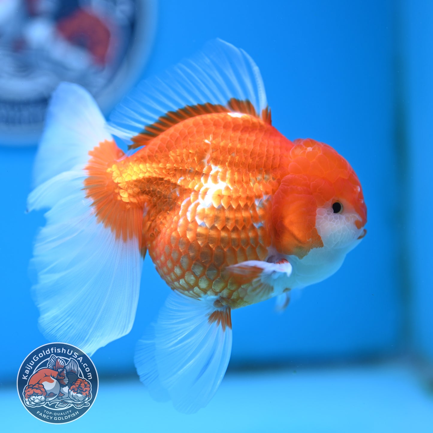 Red White Rose Tail Oranda 4 inches Body - Female (250418_OR17)