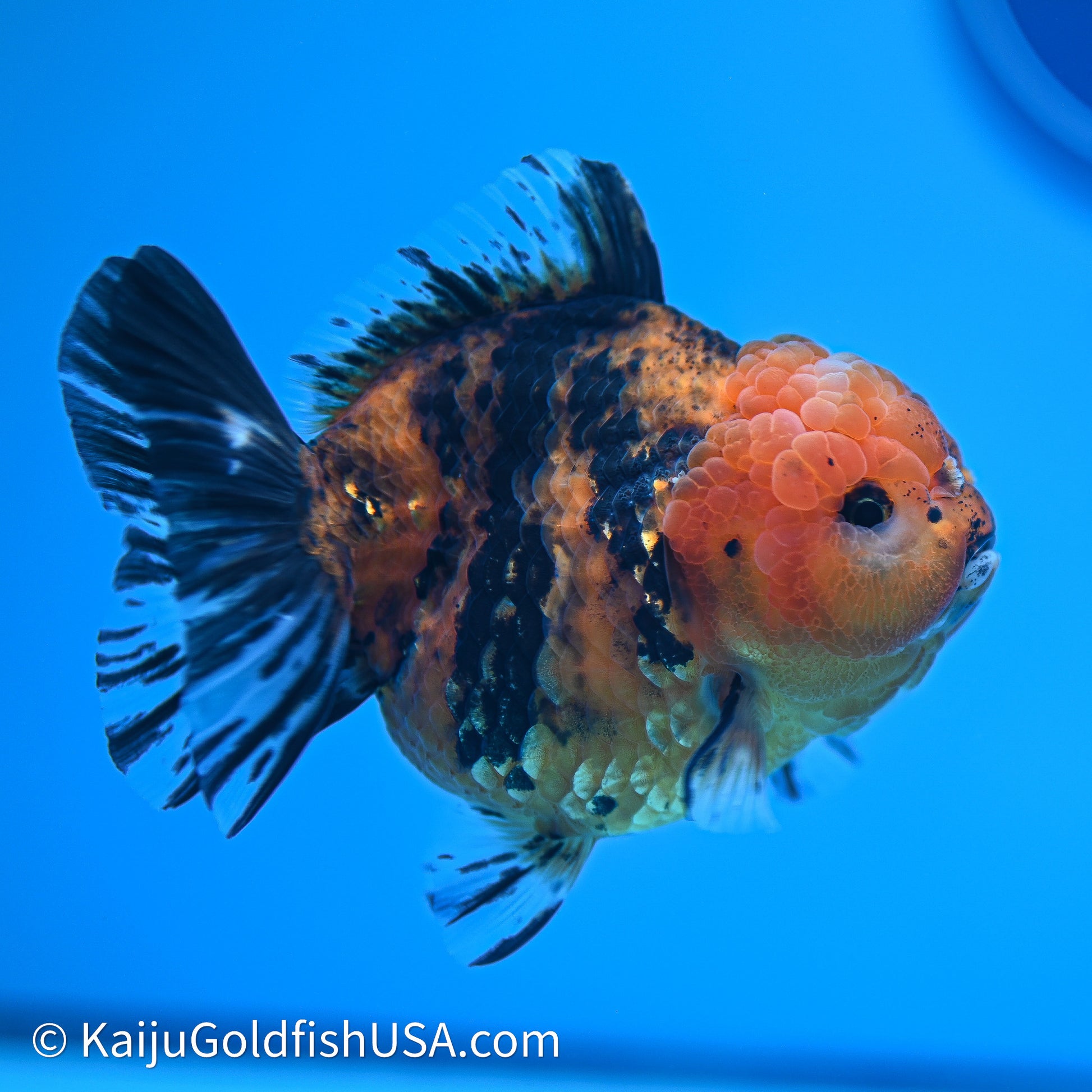 Shogun Godzilla Tiger Oranda 4in Body (240614_OR17) - Kaiju Goldfish USA